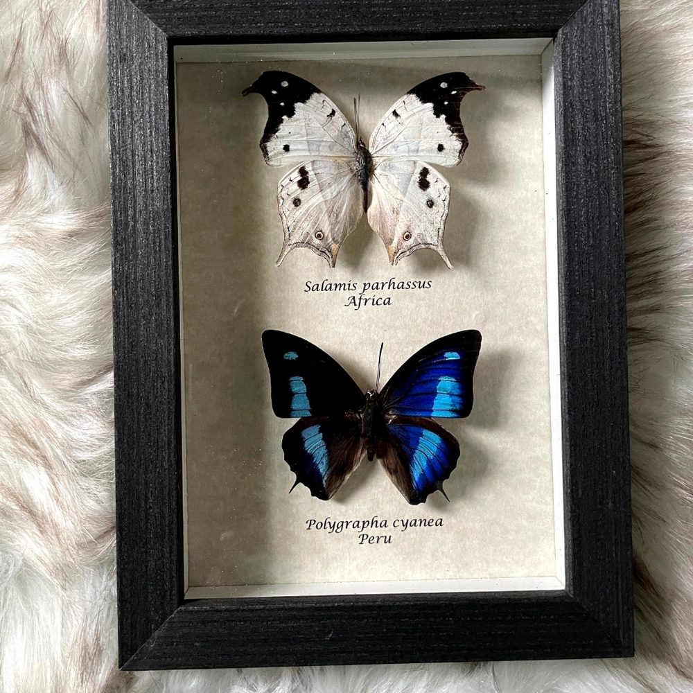 Framed exotic Butterflies